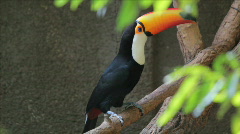 Brazilian toucan. Zoo of Brazil. Ramphastos toco bird. Tucano [43552766] | 写真素材・ストックフォトのアフロ