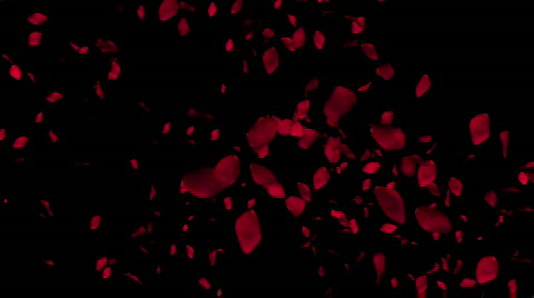 Rose petals