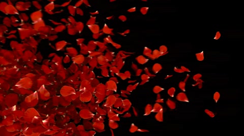 petal transition