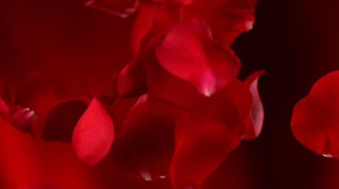 Red rose petal, Slow Motion