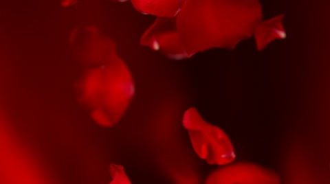 Red rose petal, Slow Motion