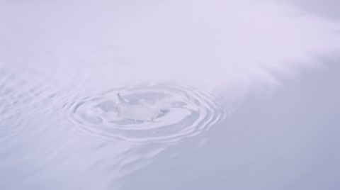 White petal in water, Slow Motion