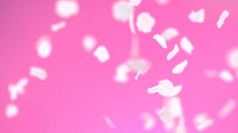 Cherry blossom petal, Slow Motion