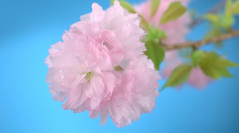 Cherry blossom petal, Slow Motion