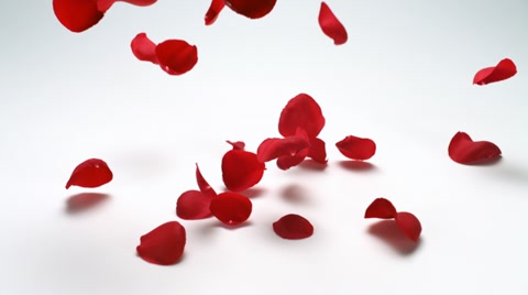 Faling red rose petal, Slow Motion