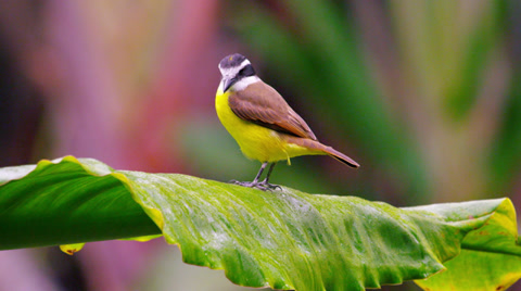 Static shot of beautiful yellow bellied bird moving on leaf petal.