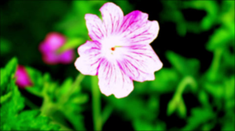 Vibrant Magenta Flower Petal