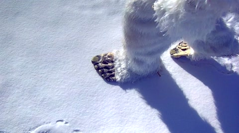 Yeti Footprints in Snow