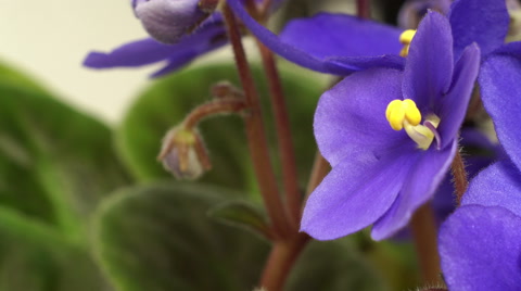 African Violet (Saintpaulia sp.) Flower Time-lapse