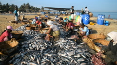 Sri Lankan women doing gutting of the fish on the beach [139926892] | 写真素材・ストックフォトのアフロ