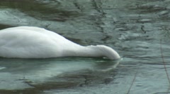 Trumpeter Swan Closeup Feeding Yellowstone Ecosystem [47964589] | 写真素材・ストックフォトのアフロ