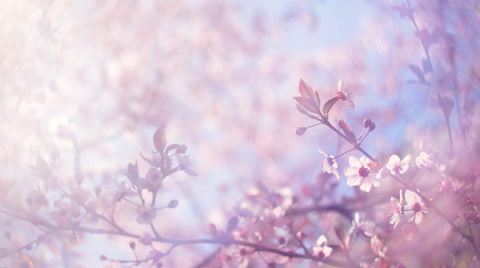 Blooming pink Japanese Sakura with blur effect in a milk gauze against blue sky.