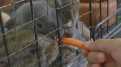 Asian child feeding carrot for cute rabbits in a cage [48104713] | 写真素材・ストックフォトのアフロ