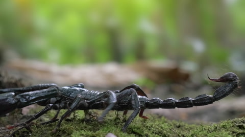 Creepy and dangerous animal Giant Forest Scorpion hunting in wildlife. Side view