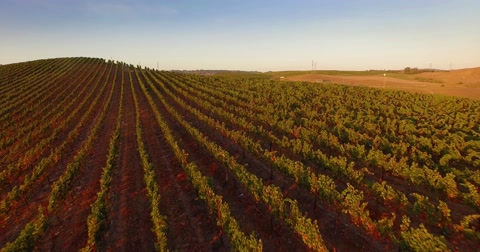 Aerial low altitude flight over vineyard hill landscape in California sunset 4K.