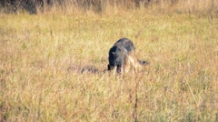 Young german shepherd waiting with impatience to run a toy. [48162981] | 写真素材・ストックフォトのアフロ