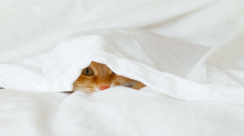 Ginger cat hides in bed under a white blanket. Fluffy pet is going to play.