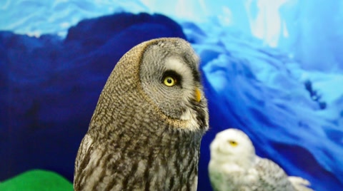 Pet Great grey owl bird of prey head is turning around like a robot in arctic