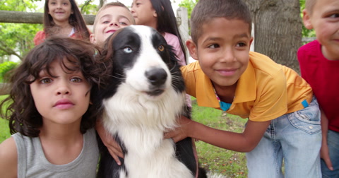 Children playing in the park with a Border Collie dog