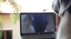 Dog Watching Funny Video on Laptop. Closeup [139661012] | 写真素材・ストックフォトのアフロ