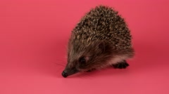 Hedgehog going forward, closeup, isolate on pink background [47141888] | 写真素材・ストックフォトのアフロ