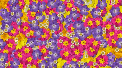 Flower transition plant petal bloom summer garden loop 4k