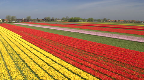 AERIAL: Stunning red, pink and yellow rows of rich flowering ...