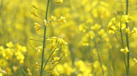 Yellow rape flowers, macro lens, Honey bee collecting pollen, …の動画素材