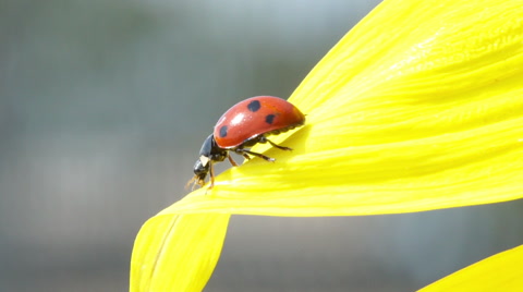 ladybird crawling on petal in slow mo