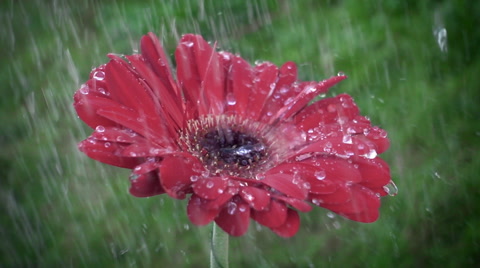 Droplet on a red gerbera flower petal while raining