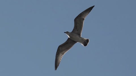 Seagull flying against blue sky