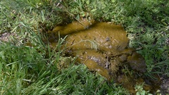 The cow shit, poop on the grass. The cow shit, poop. The wind … [45448691] | 写真素材・ストックフォトのアフロ