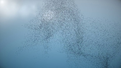 Large Flock of Flying Birds - Swarm of Starlings 4K