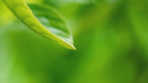 water rain drop with fresh green leaf for nature background