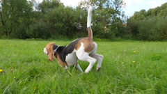 Happy young dog bouncy run at green field, hold toy in mouth, … [43283383] | 写真素材・ストックフォトのアフロ