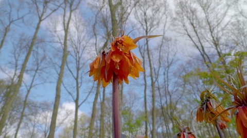 Closer view of the withered flower petal