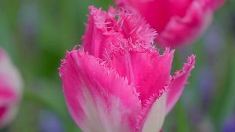 Closer view of the pink petal flower