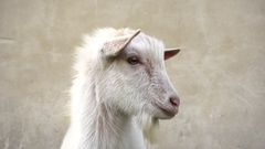 4K A cute young white goat looks in different directions close … [43099811] | 写真素材・ストックフォトのアフロ