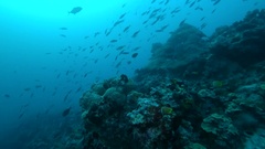 school of Lunar Fusilier - Caesio lunaris swims ower coral … [138158124] | 写真素材・ストックフォトのアフロ