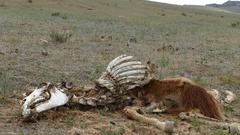 A half-decomposed corpse of a small horseon a meadow, black … [138092021] | 写真素材・ストックフォトのアフロ