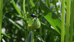 leaf beetle shitting [138066829] | 写真素材・ストックフォトのアフロ