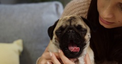 The cutest little pug yawning and pretty young woman kissing … [137973915] | 写真素材・ストックフォトのアフロ