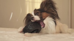 Young dog breeds Papillon Continental Toy Spaniel gnaws rubber … [137719695] | 写真素材・ストックフォトのアフロ