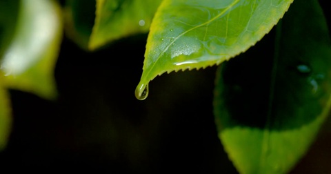 A single drop of water falls from green leaf