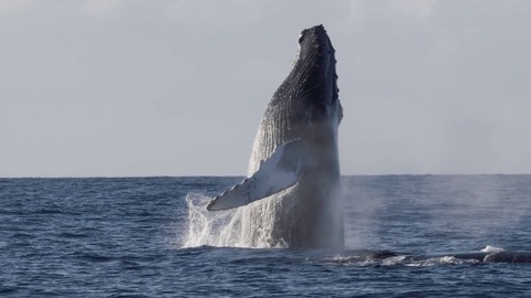 Extremely rare shot of a full Humpback Whale breach.