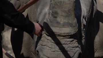 Rhino being pet by people in captivity zoo african safari