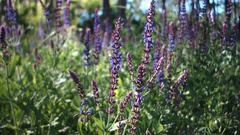 Violet steppe flowers on the edge of the forest. RAW footage. [135762185] | 写真素材・ストックフォトのアフロ