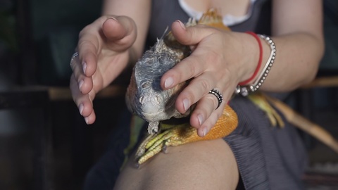 Close-up. aptive reptile - Australian Bearded dragon pet lizard warming up lying