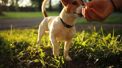 Caucasian girl giving food to nice dog, pet wagging tail. Cute puppy eating from