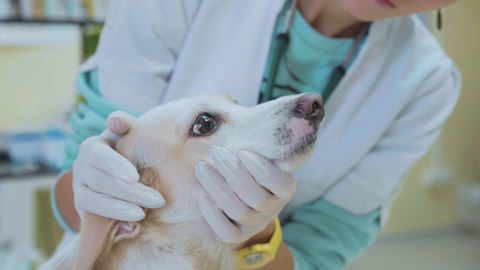 Examining in veterinary clinic. Vet checking dog teeth. Pet concept